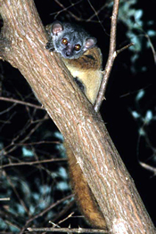 Antafia Sportive Lemur