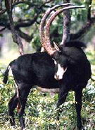 Giant Sable Antelope