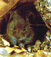 Hualapai Mexican Vole
