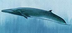 Sei Whale