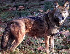 Red Wolf