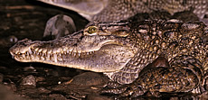 Philippine Crocodile