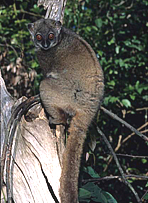 Sahamalaza Sportive Lemur