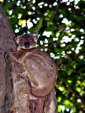 Ankarana Sportive Lemur