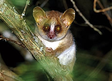 Ravelobe Mouse Lemur