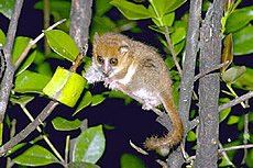 Eastern Rufous Mouse Lemur