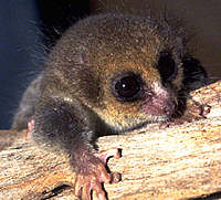 Hairy-eared Dwarf Lemur