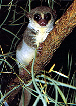 Lesser Dwarf Lemur