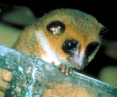 Greater Dwarf Lemur