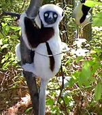 Coquerel's Sifaka