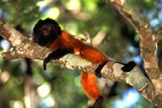 Superagui Lion Tamarin