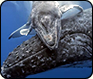 Creature Feature: Gray Whale