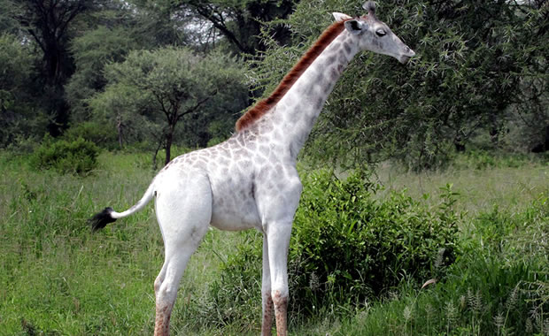 Giraffe