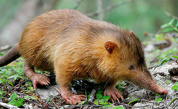 Solenodon