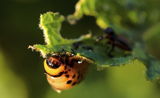 Avoid the use of toxic pesticides in your yard