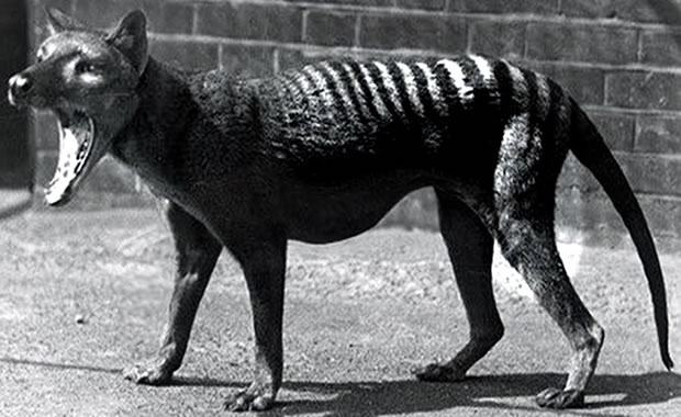 Tasmanian Tiger