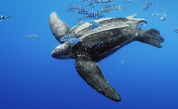 Leatherback Sea Turtle