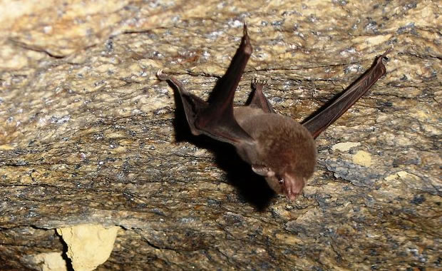 Seychelles Sheath-tailed Bat