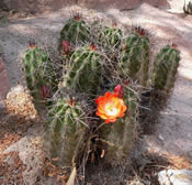 Arizona Hedgehog Cactus